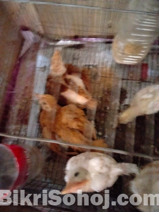 মুরগির বাচ্চা বিক্রি